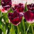 Tulipan 'Purple Crystal'