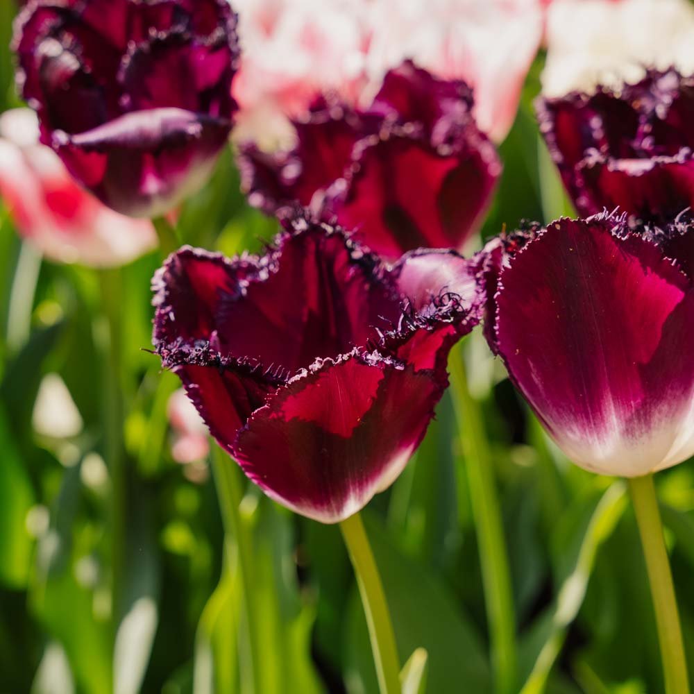 Tulipan 'Purple Crystal'