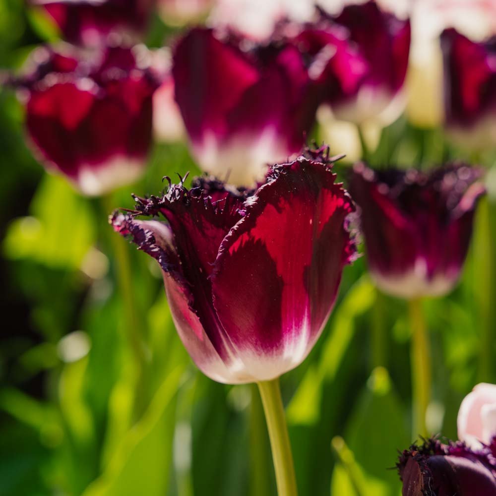 Tulipan 'Purple Crystal'