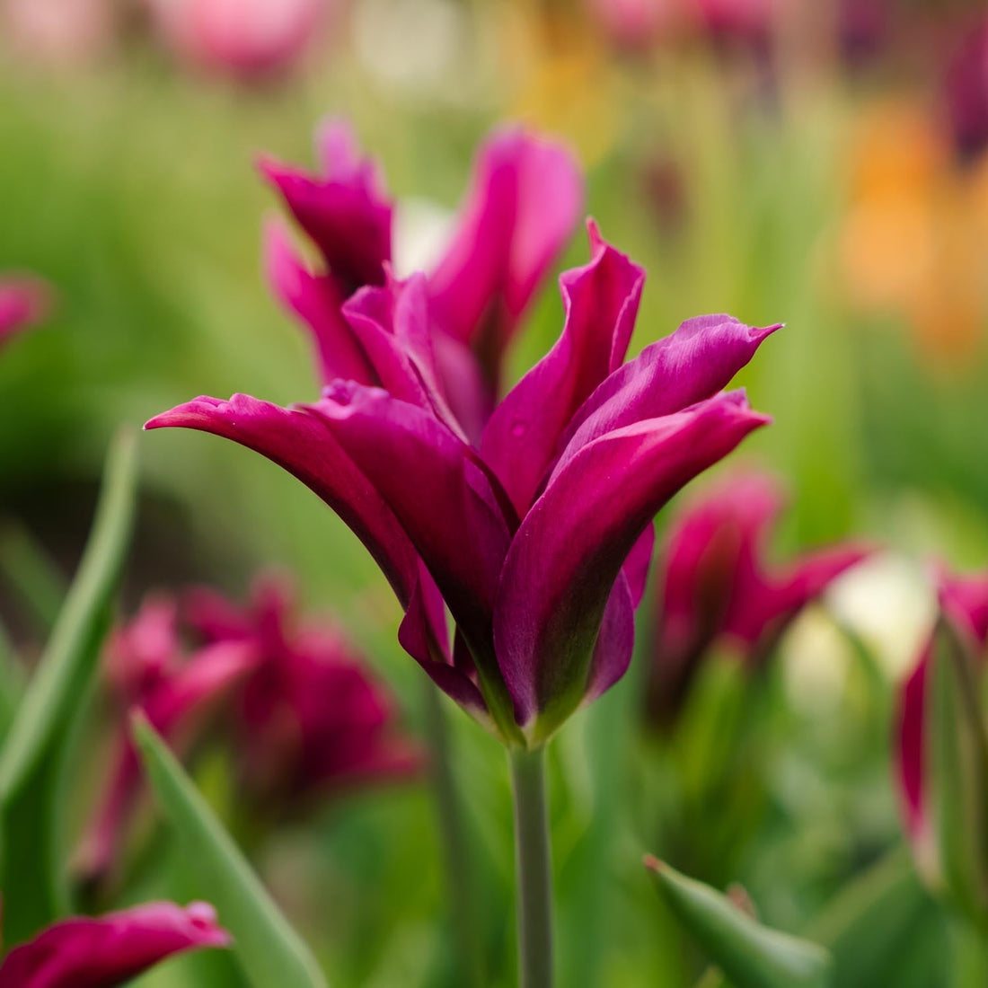 Tulipan 'Purple Doll'