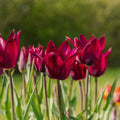 Tulipan 'Purple Heart'