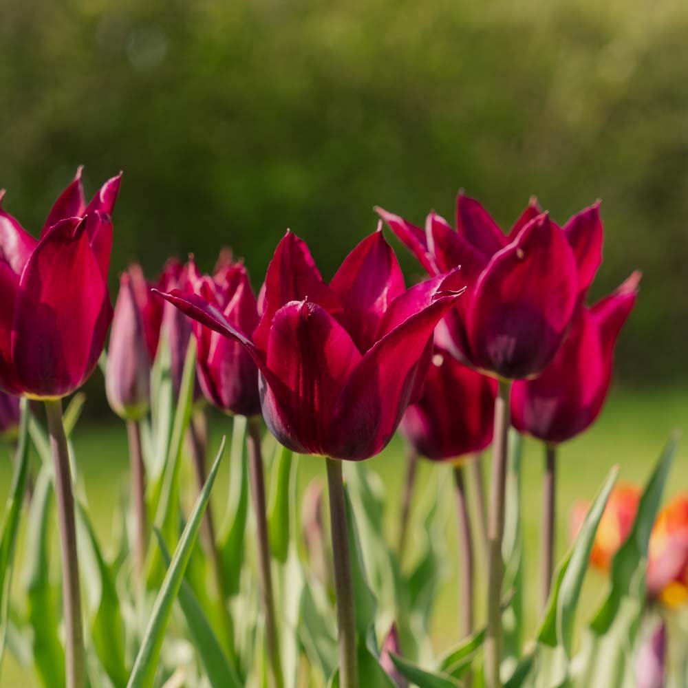 Tulipan 'Purple Heart'