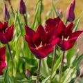 Tulipan 'Purple Heart'
