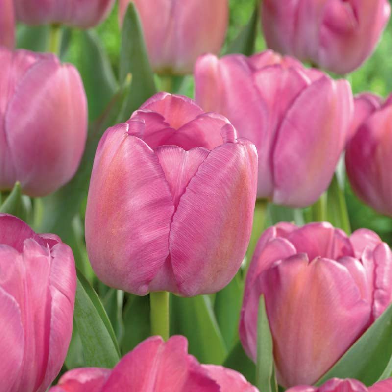 Tulipan 'Purple Pride'
