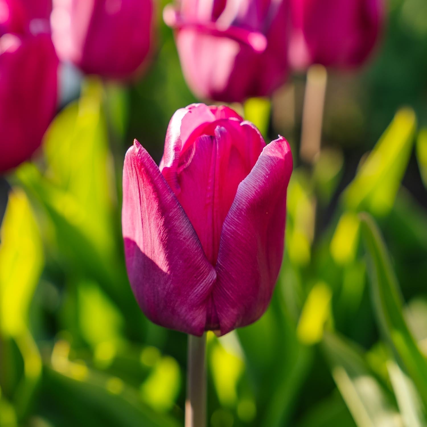 Tulipan 'Purple Prince'