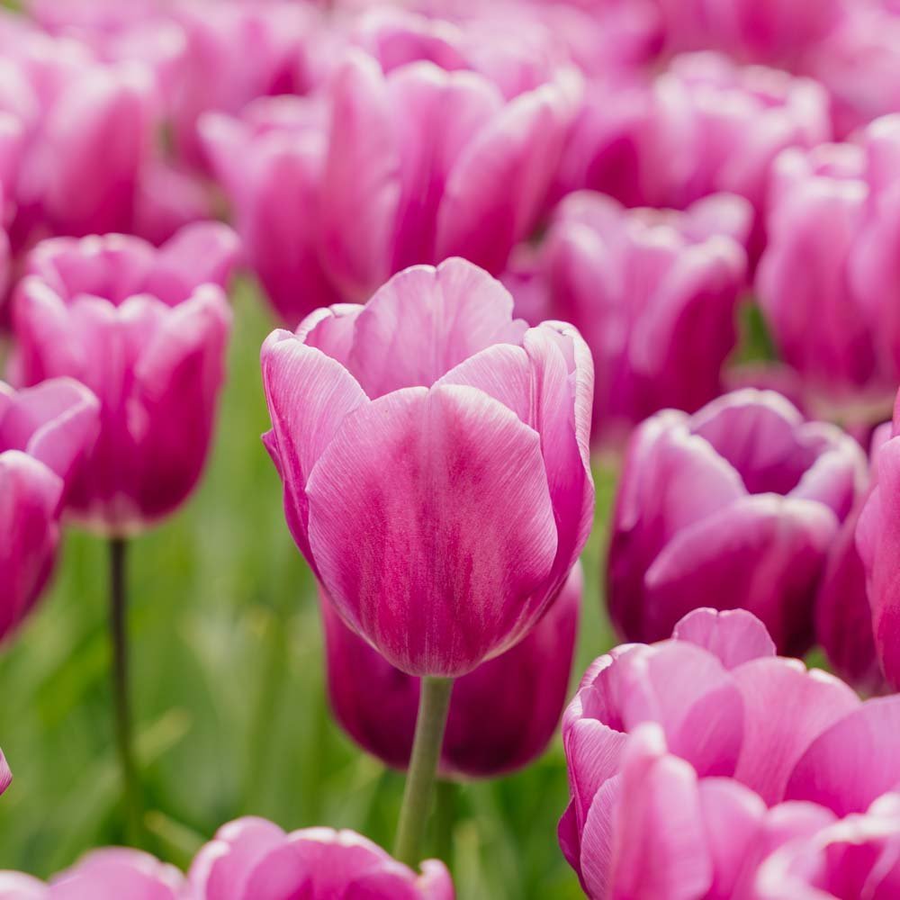 Tulipan 'Purple Prince'