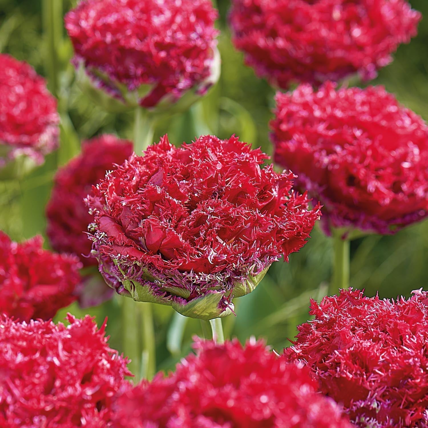 Tulipan 'Qatar'