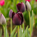 Tulipan 'Queen Of Night'