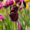 Tulipan 'Queen Of Night'