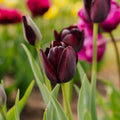 Tulipan 'Queen Of Night'