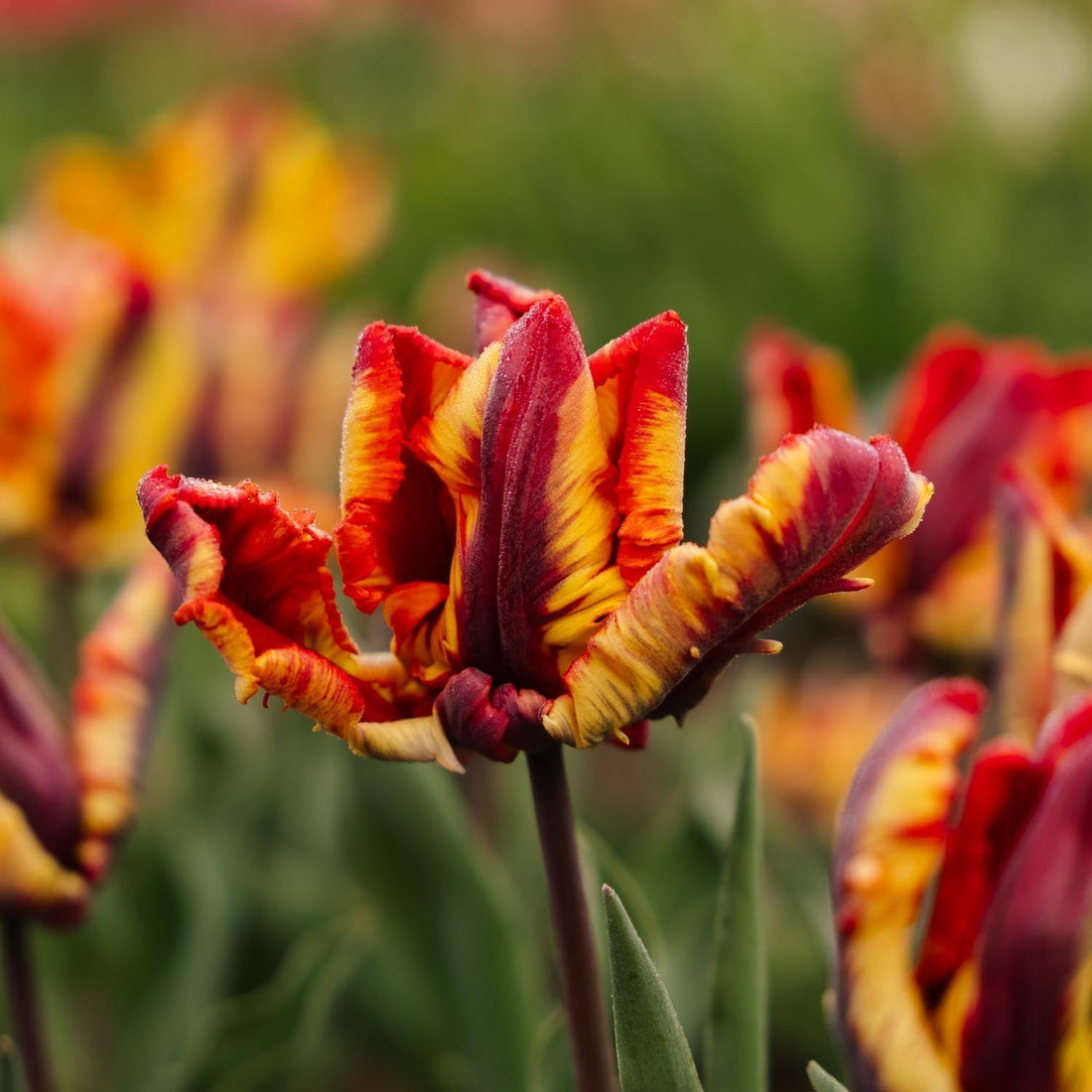 Tulipan 'Rasta Parrot'