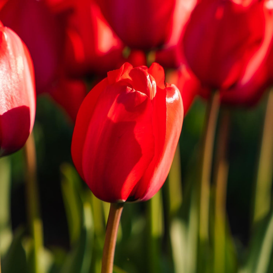 Tulipan 'Red Impression'