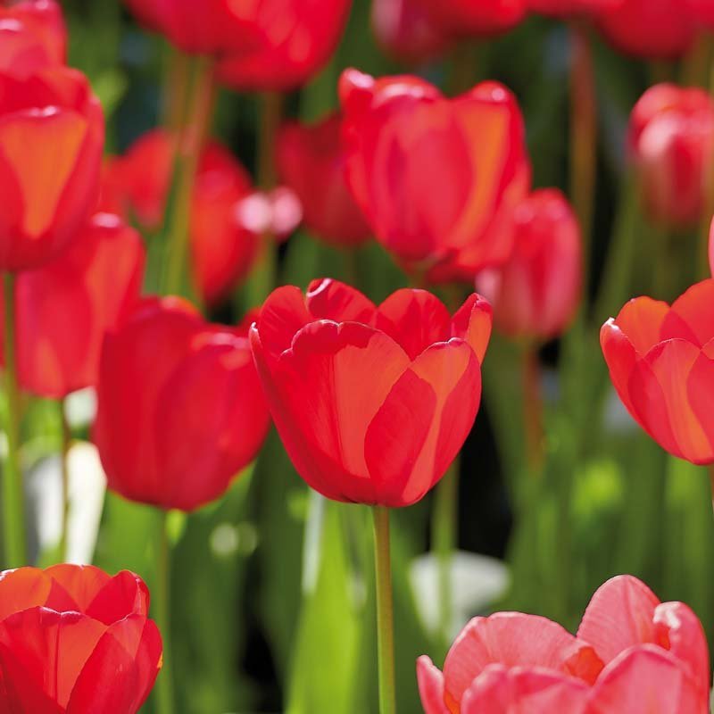Tulipan 'Red Impression'