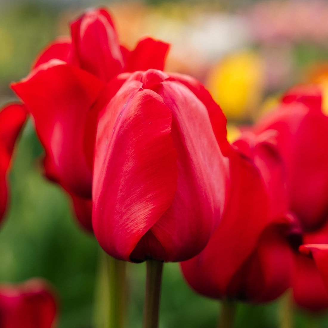 Tulipan 'Red Impression'