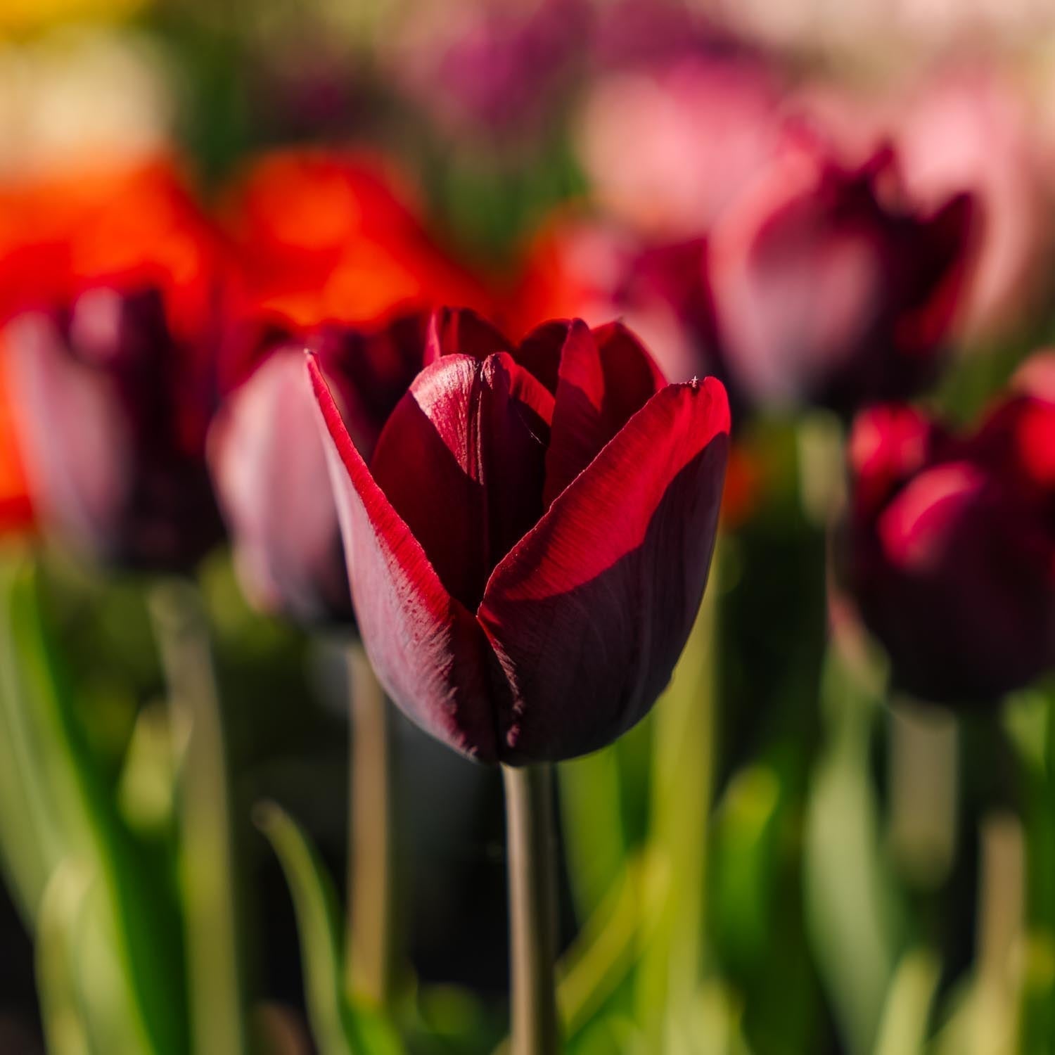 Tulipan 'Ronaldo'