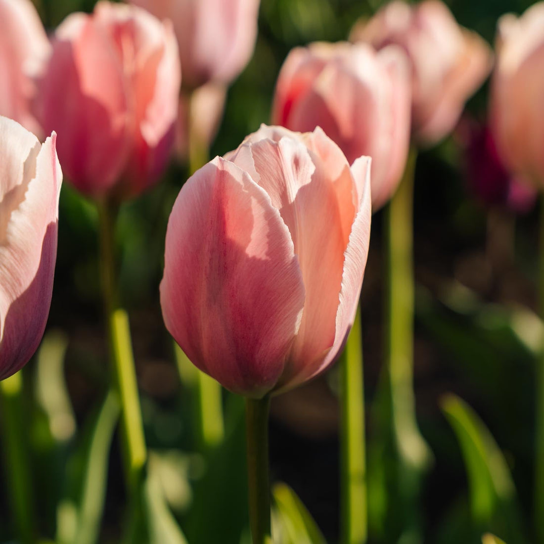 Tulipan 'Salmon van Eijk'