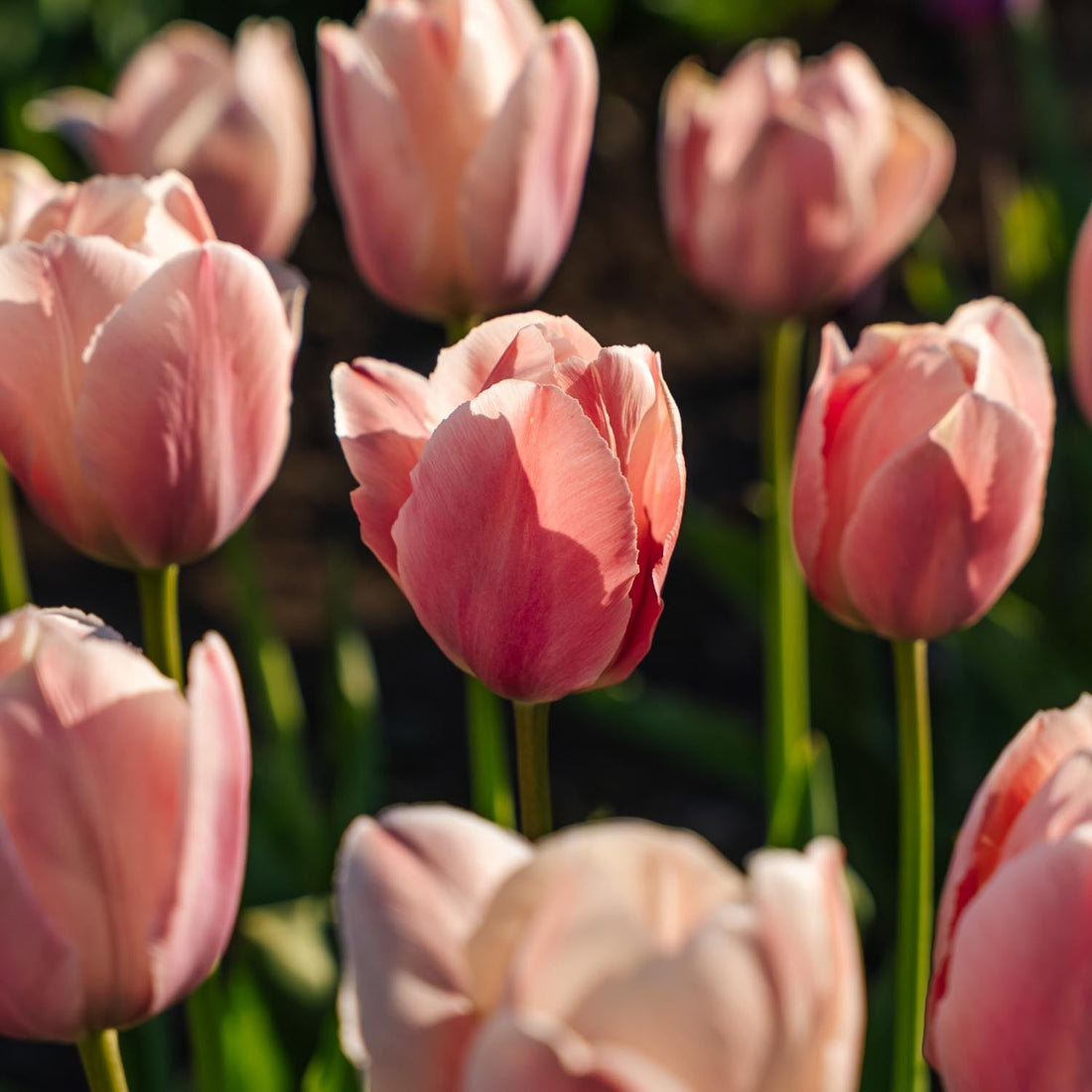 Tulipan 'Salmon van Eijk'