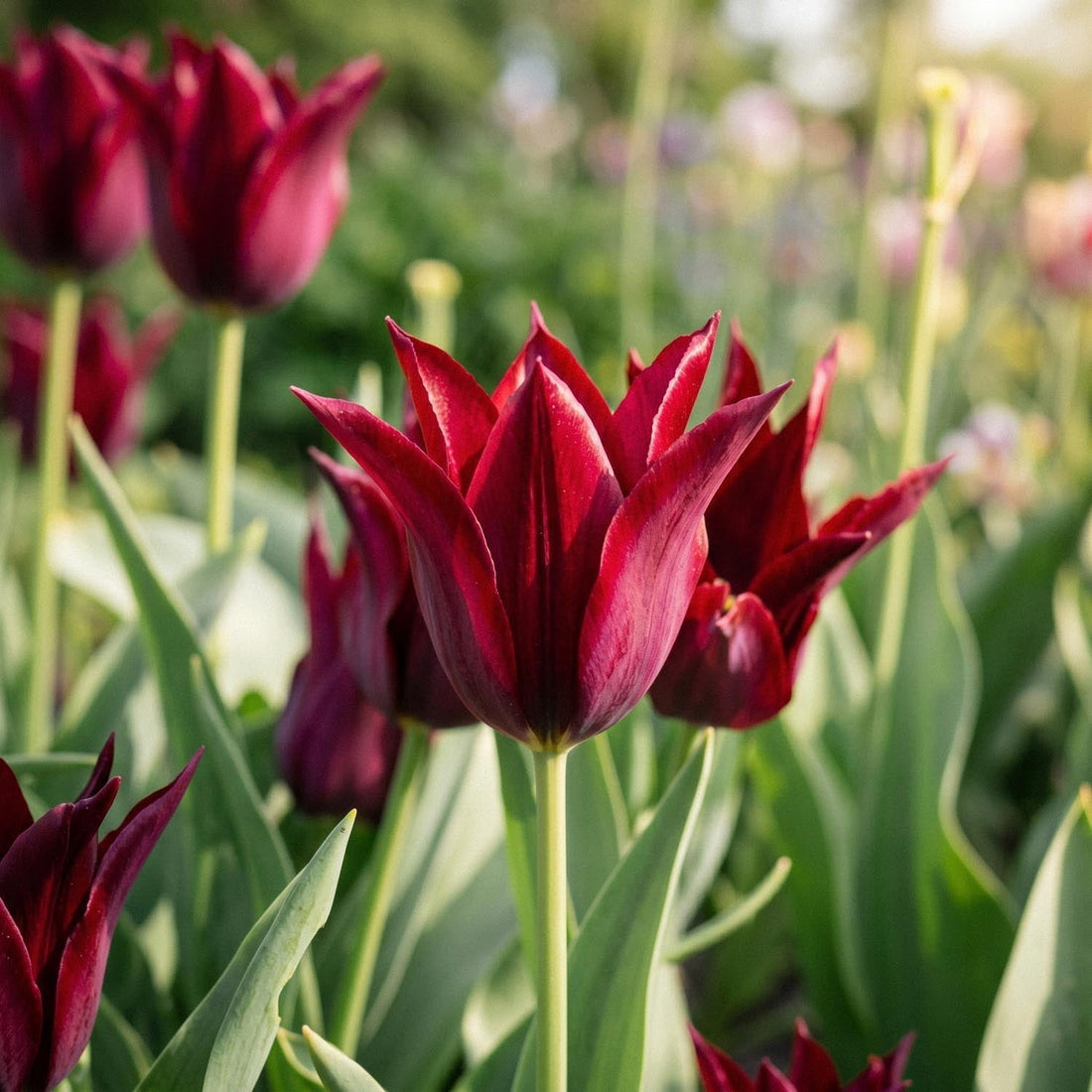 Tulipan 'Sarah Raven'