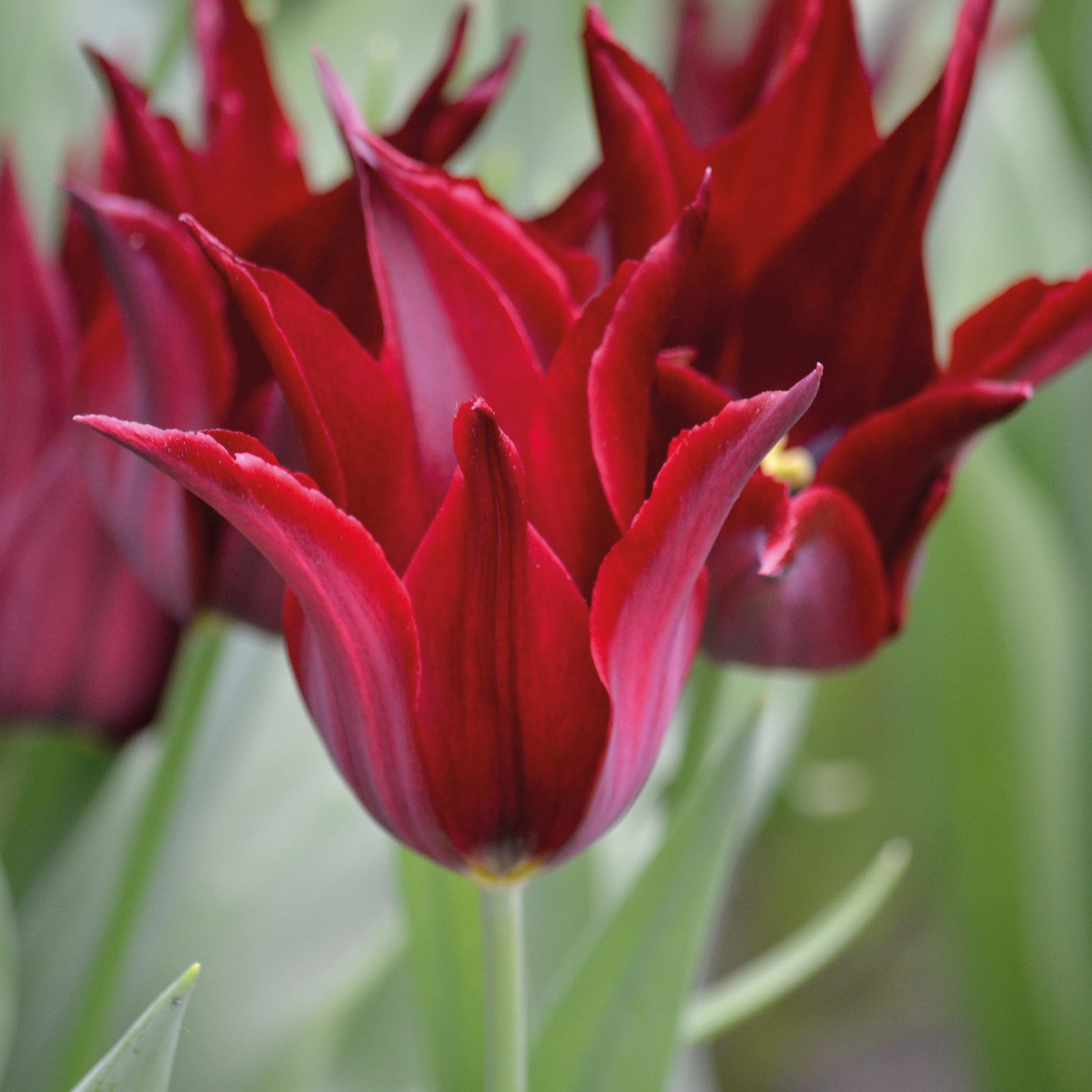 Tulipan 'Sarah Raven'