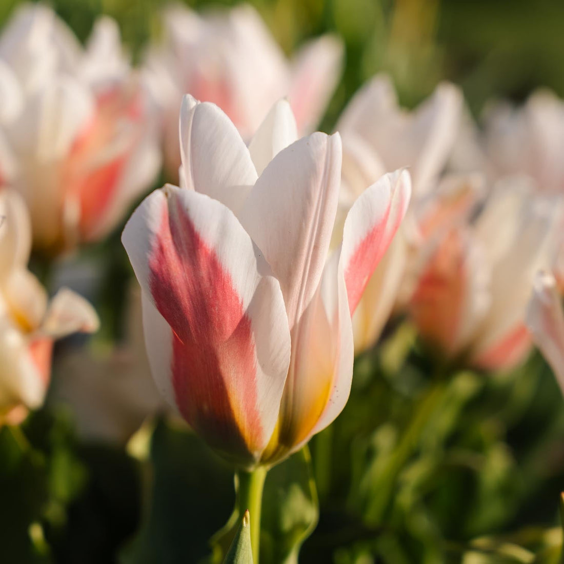 Tulipan 'Serano'