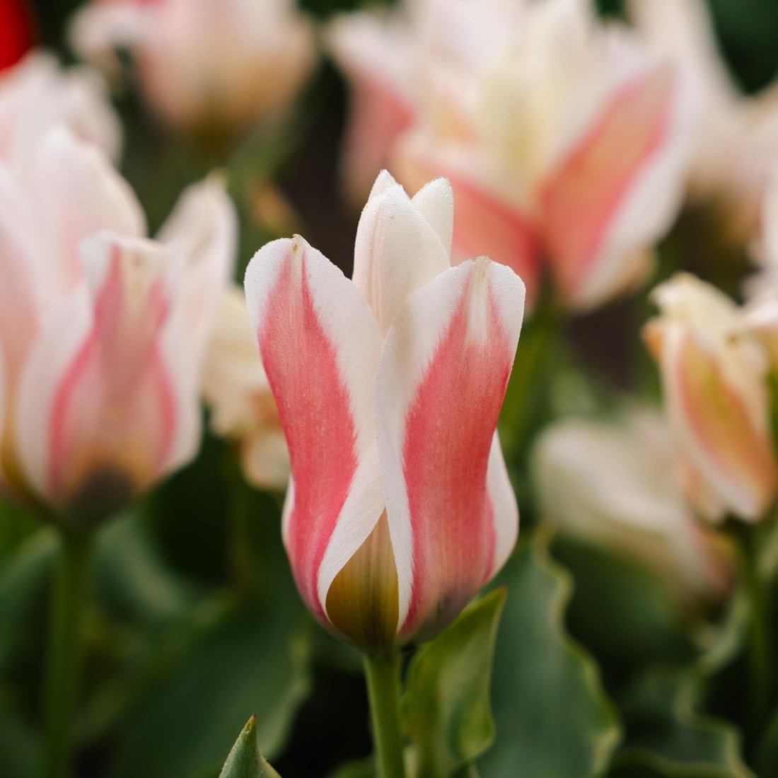 Tulipan 'Serano'