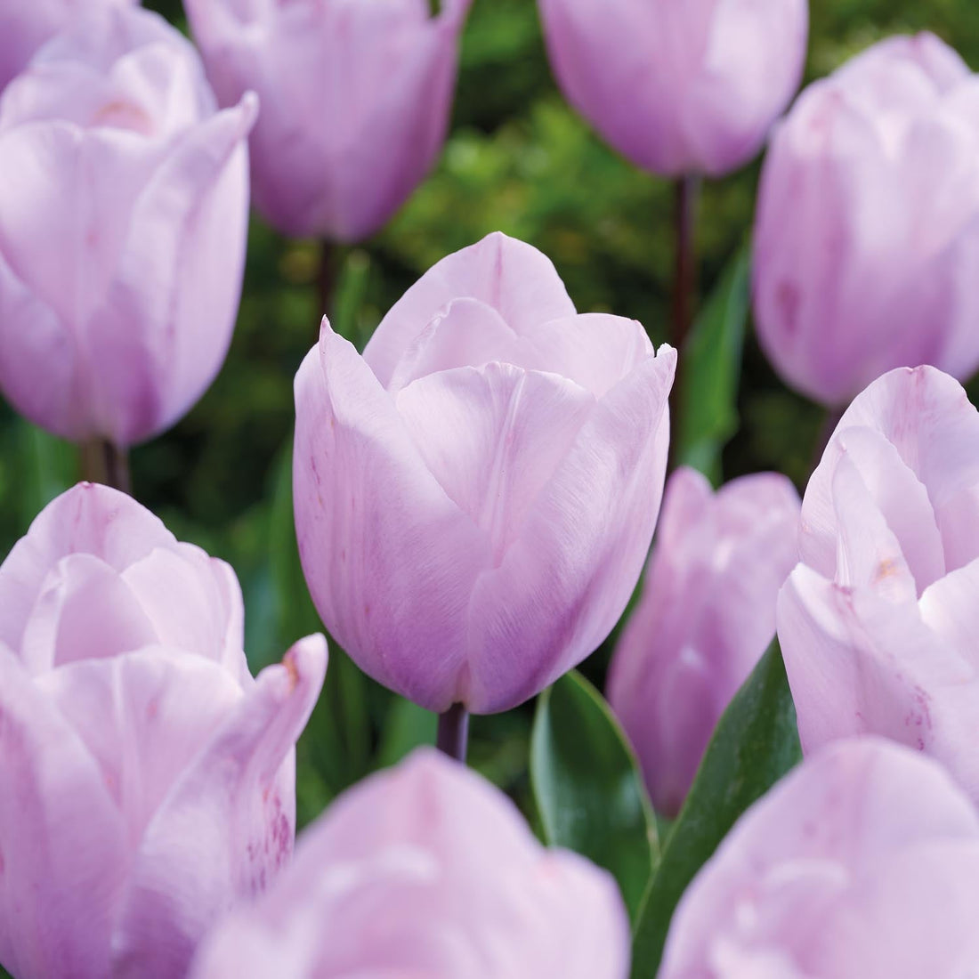 Tulipan 'Silver Cloud'