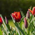 Tulipan 'Slawa'