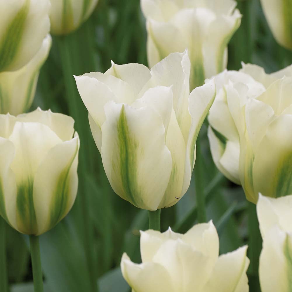 Tulipan 'Spring Green'