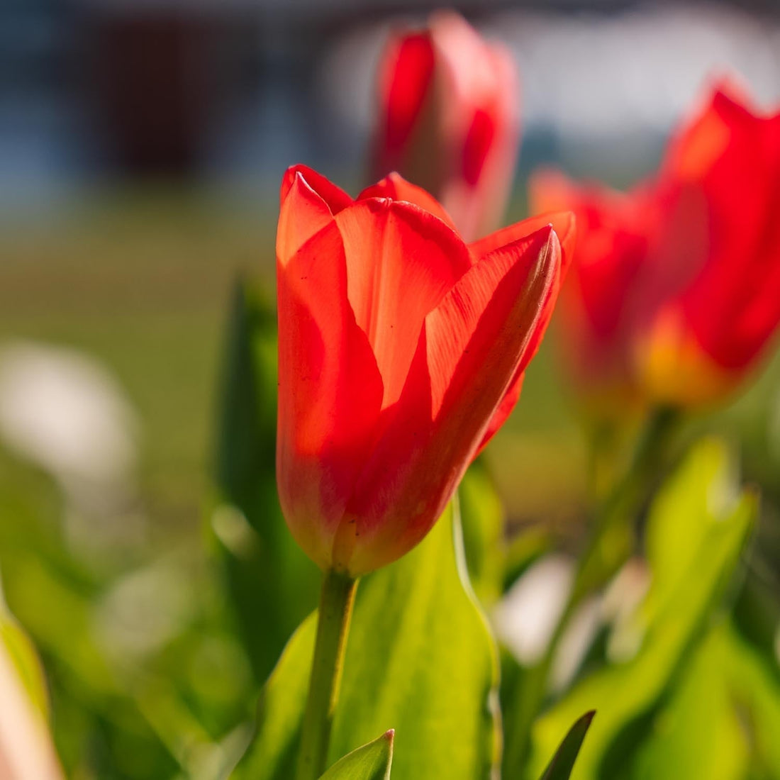 Tulipan 'Spring Pearl'