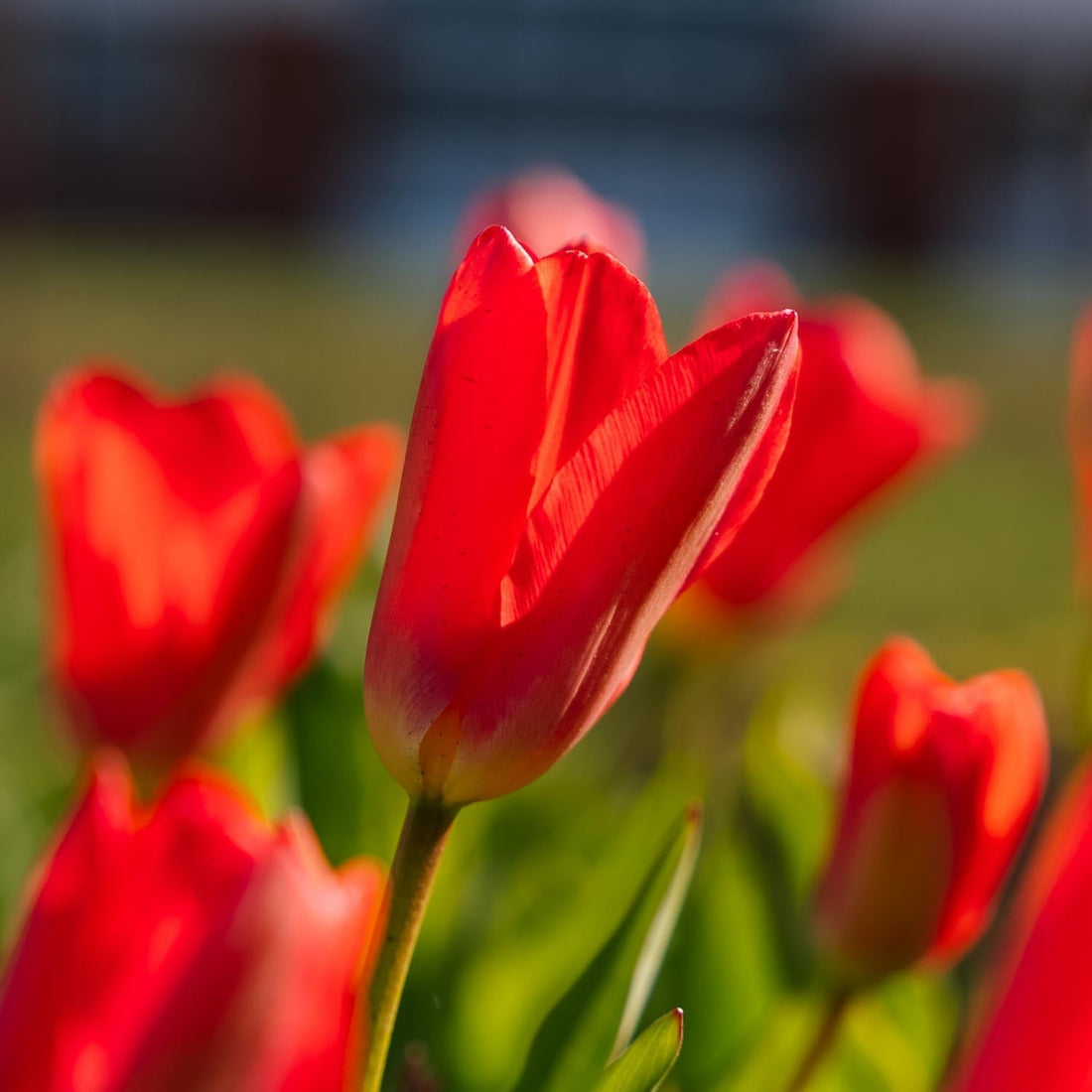 Tulipan 'Spring Pearl'