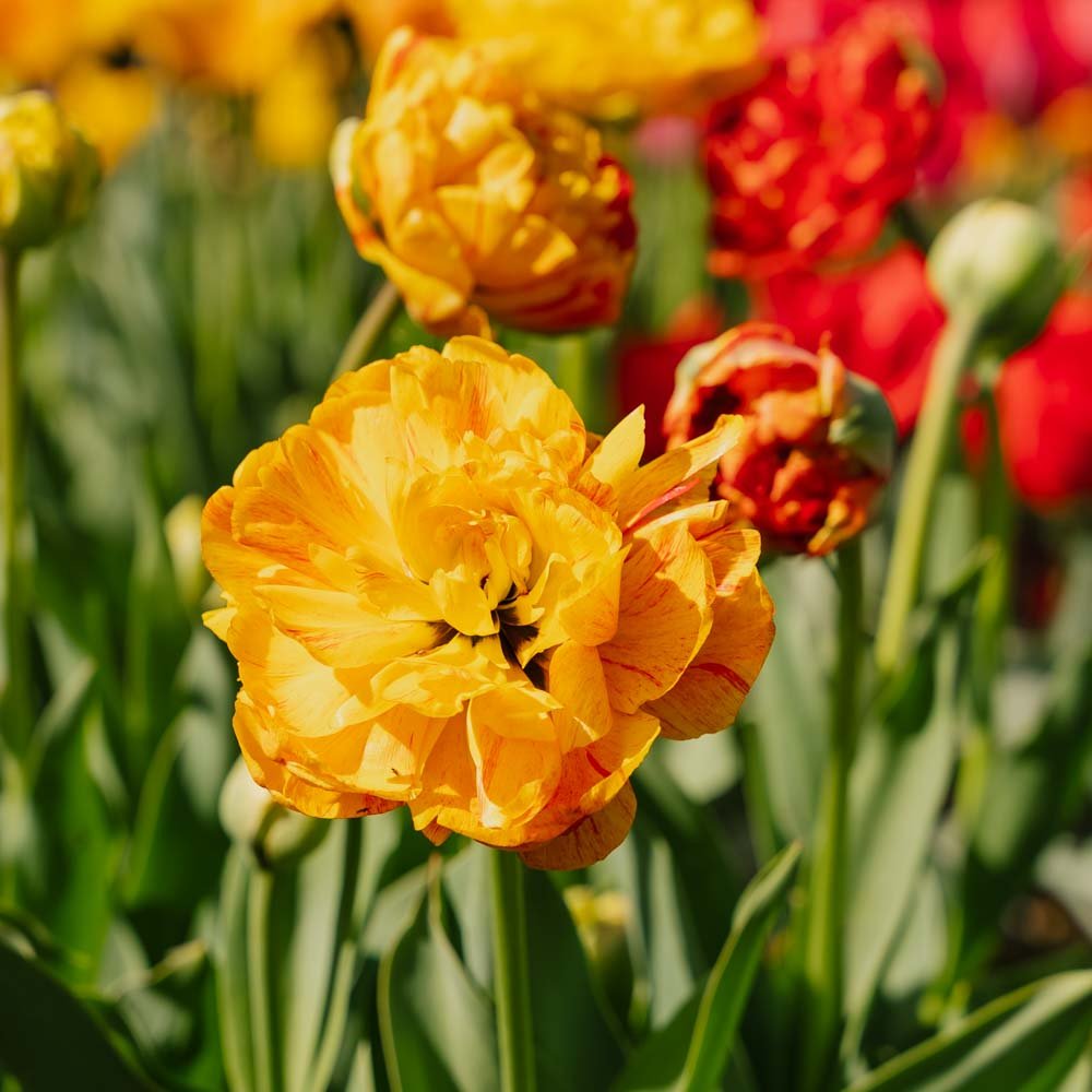 Tulipan 'Sunlover'