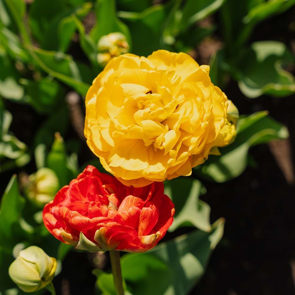 Tulipan 'Sunlover'