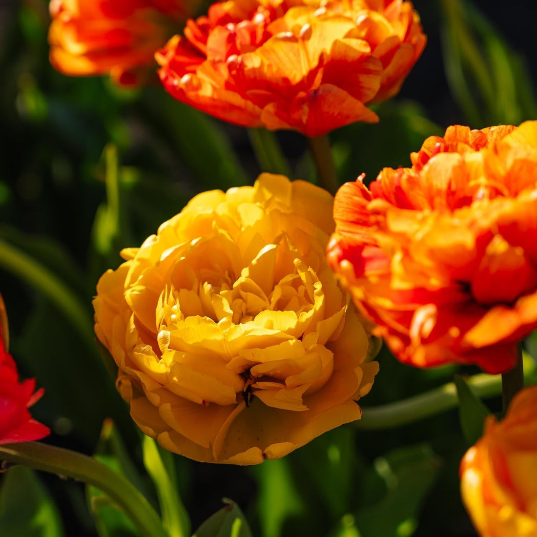 Tulipan 'Sunlover'