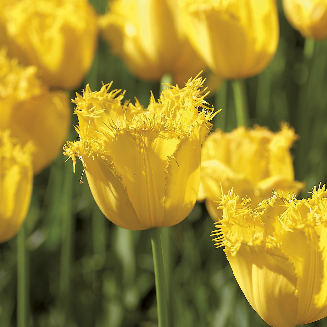 Tulipan 'Sunny Time'