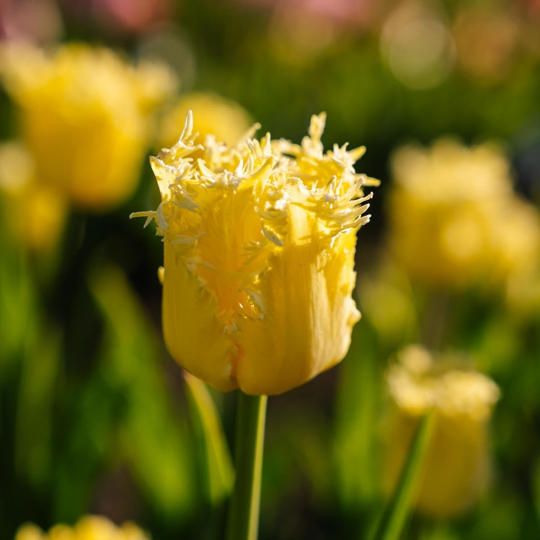Tulipan 'Sunny Time'