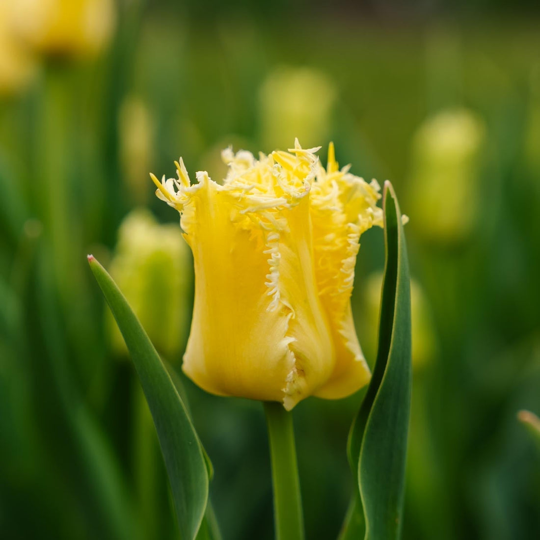 Tulipan 'Sunny Time'