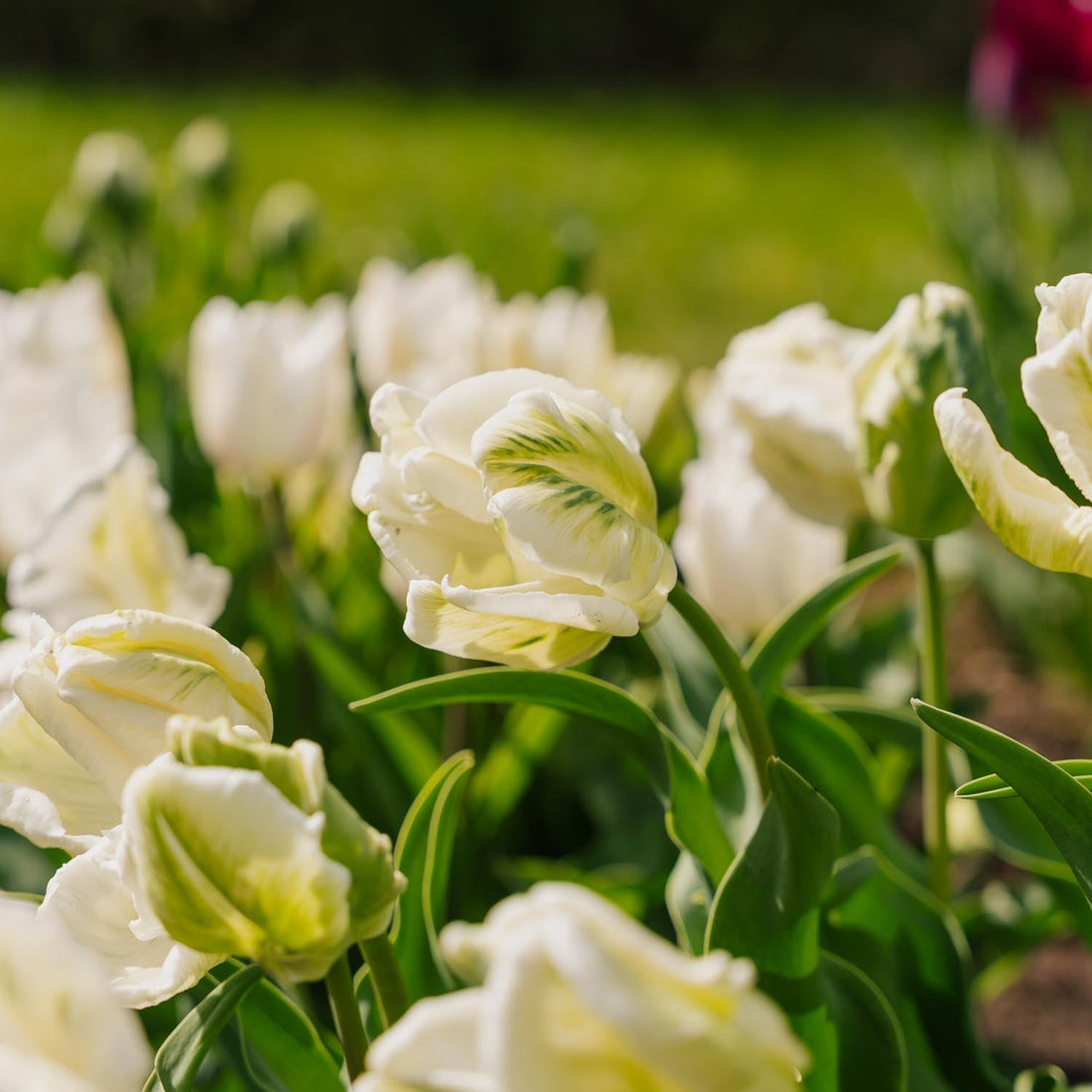 Tulipan 'Super Parrot'