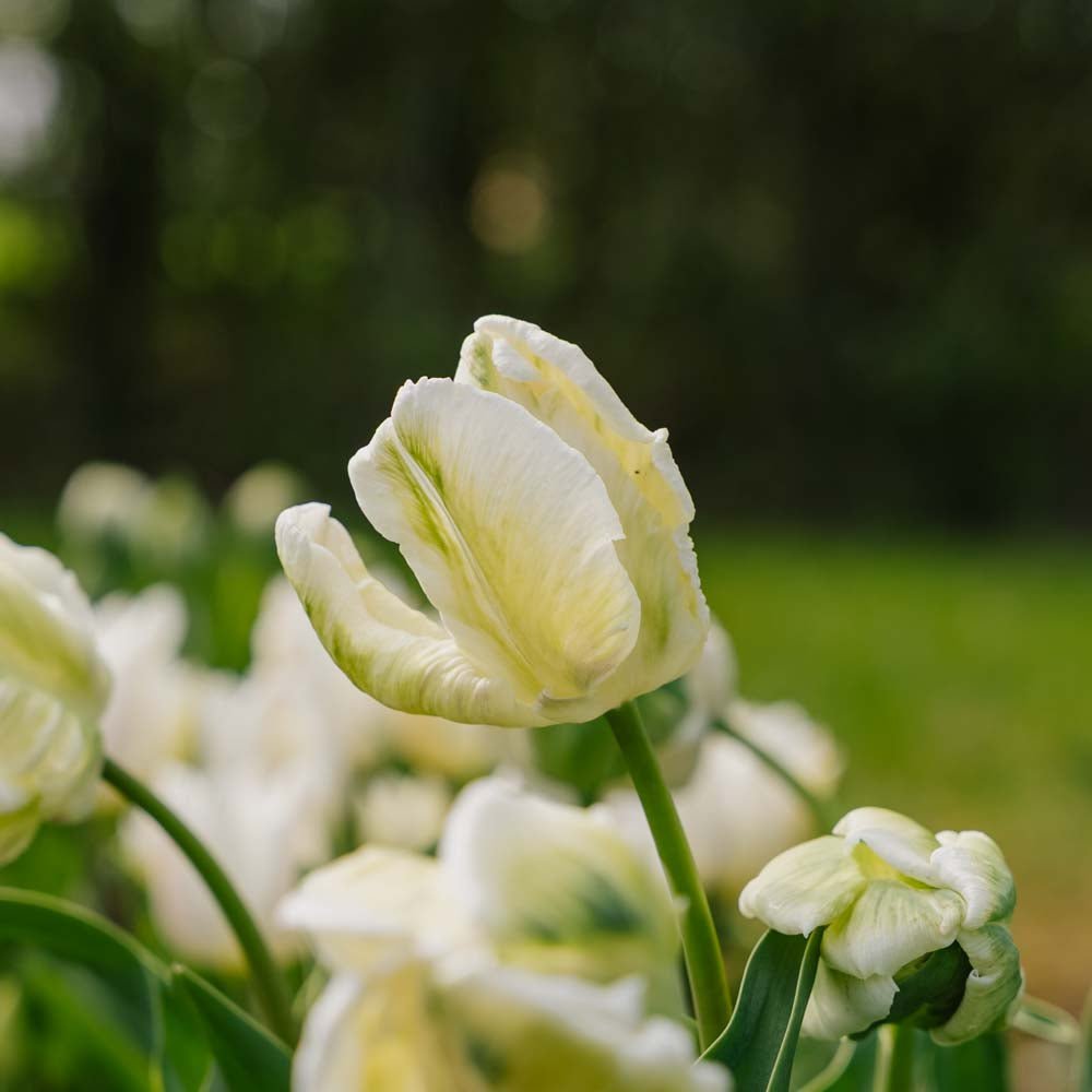 Tulipan 'Super Parrot'