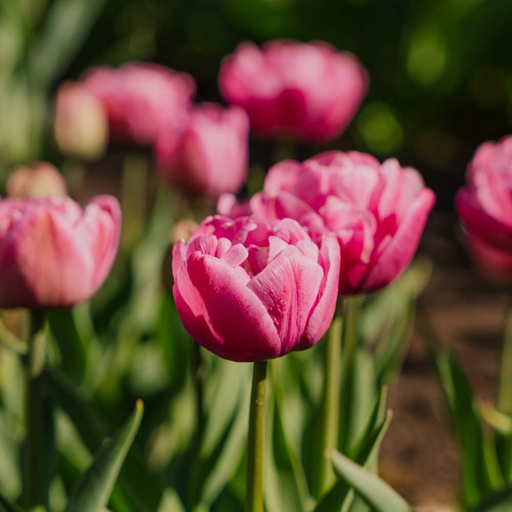 Tulipan 'Tabledance'