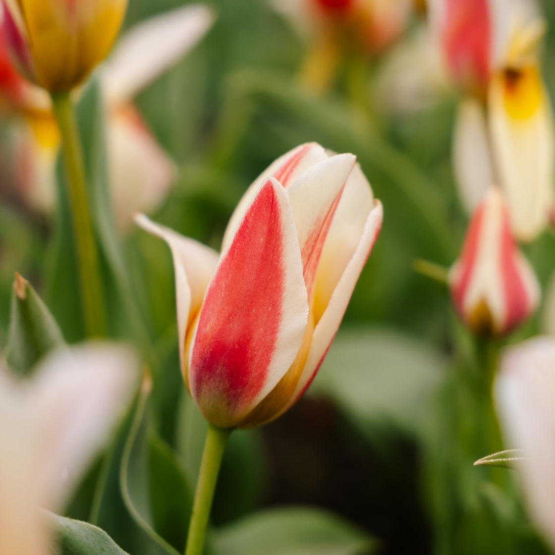 Tulipan 'Tarafta'