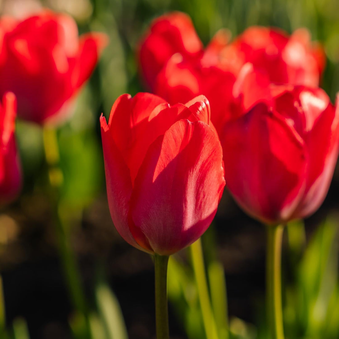 Tulipan 'Van Eijk'