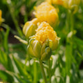 Tulipan 'Vanille Coup'