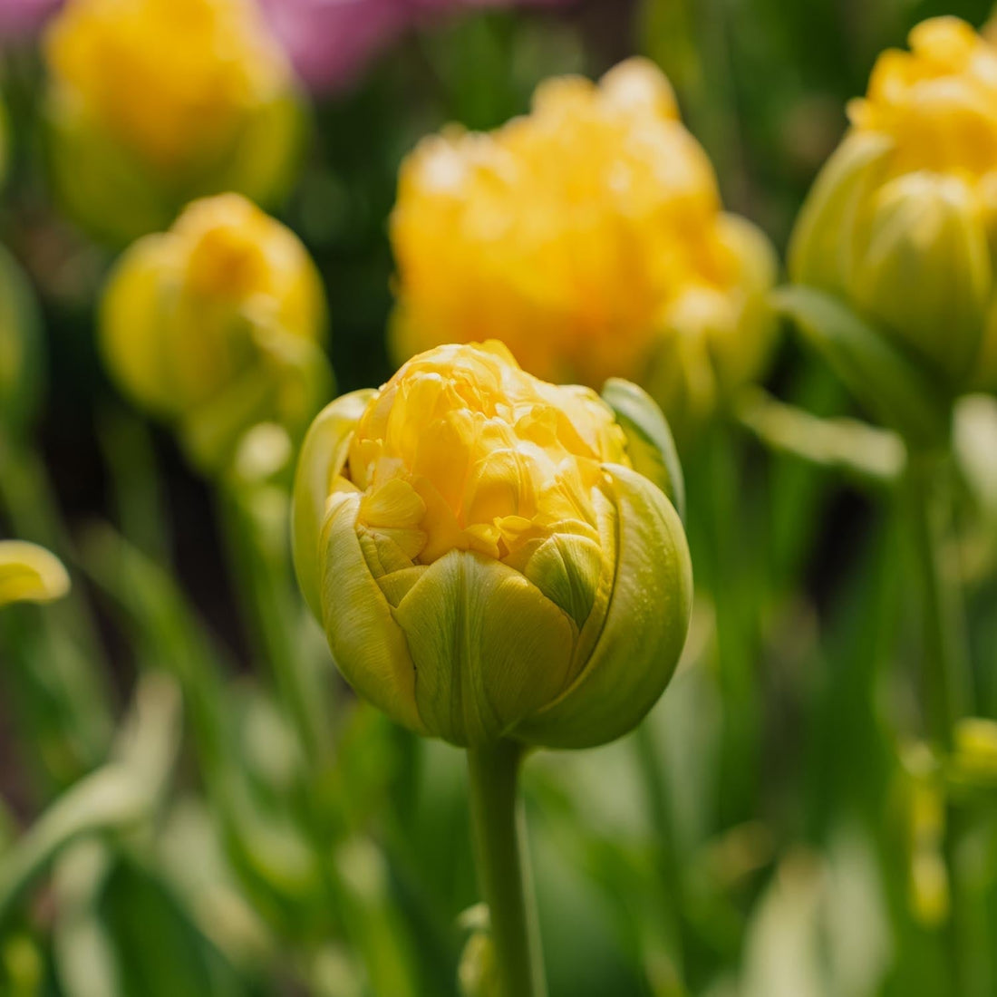 Tulipan 'Vanille Coup'