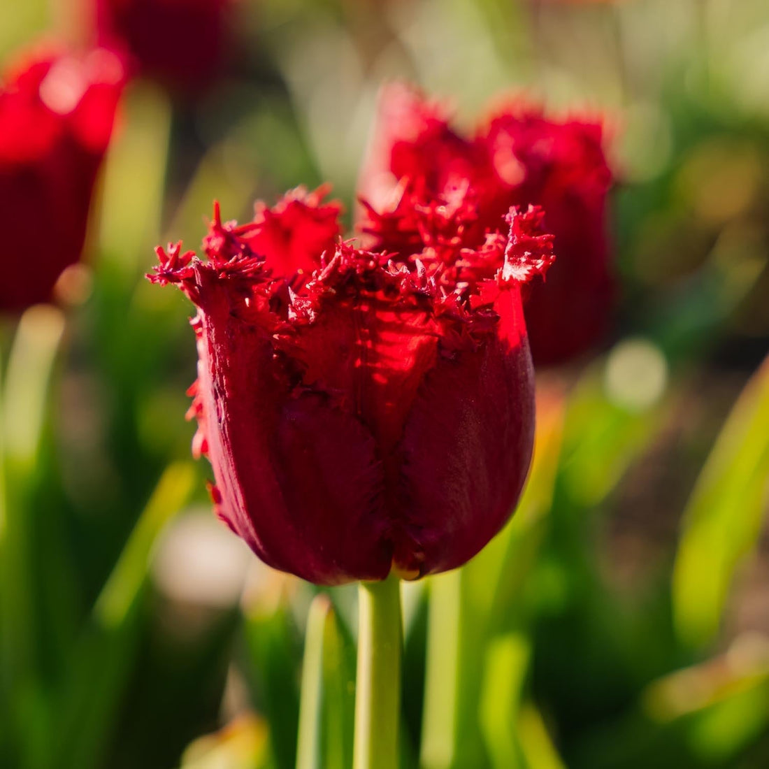 Tulipan 'Versaci'