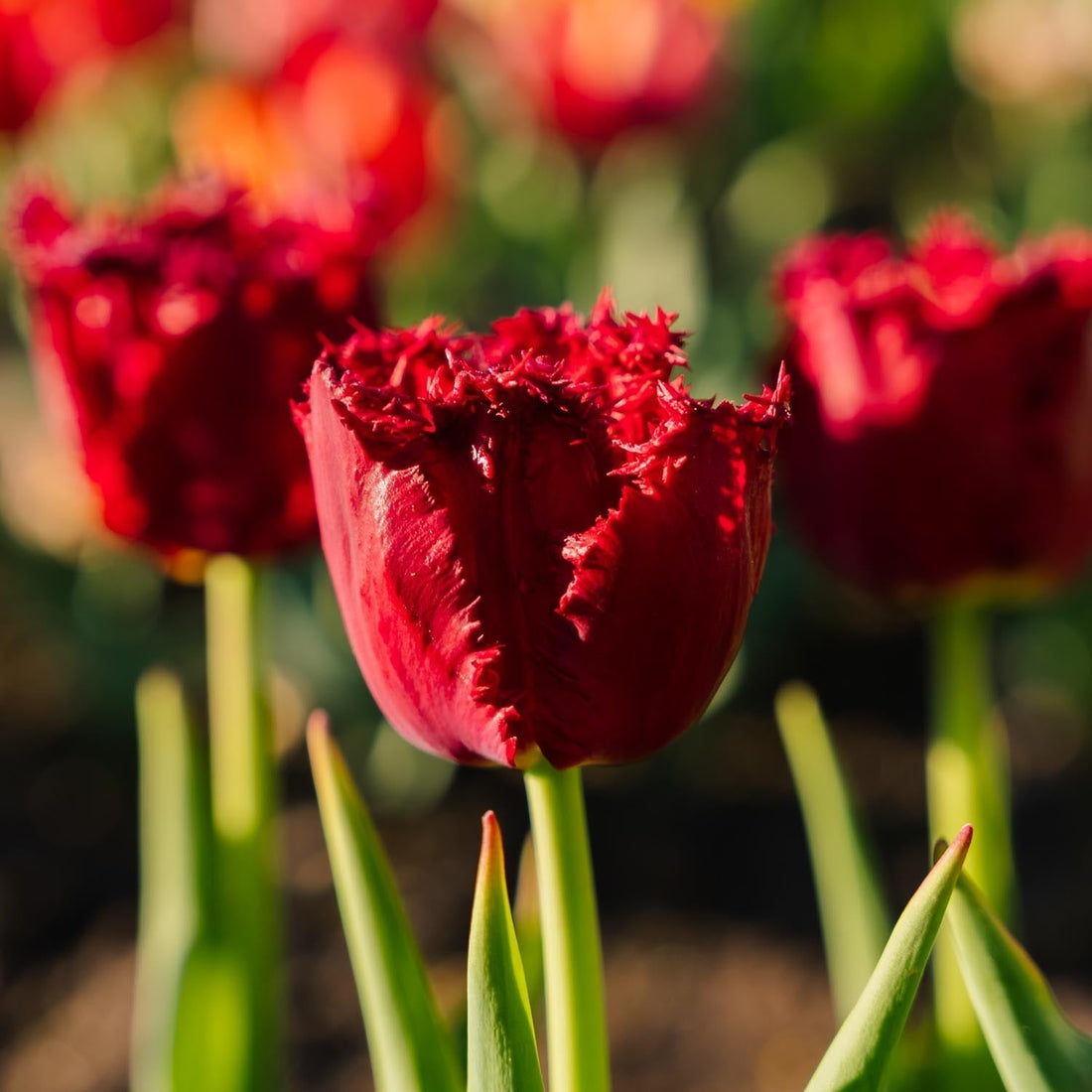 Tulipan 'Versaci'