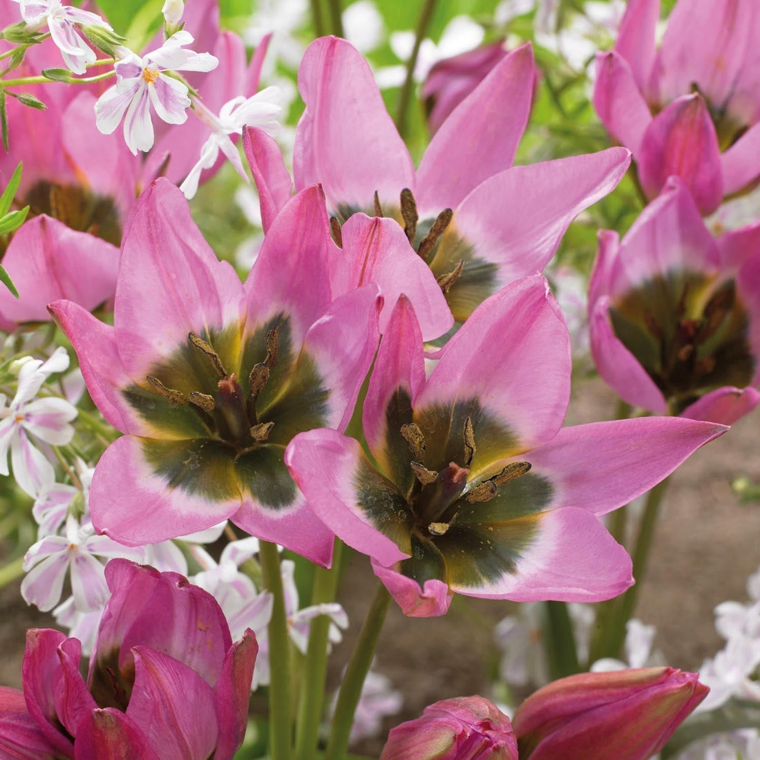 Tulipan 'Violetta'