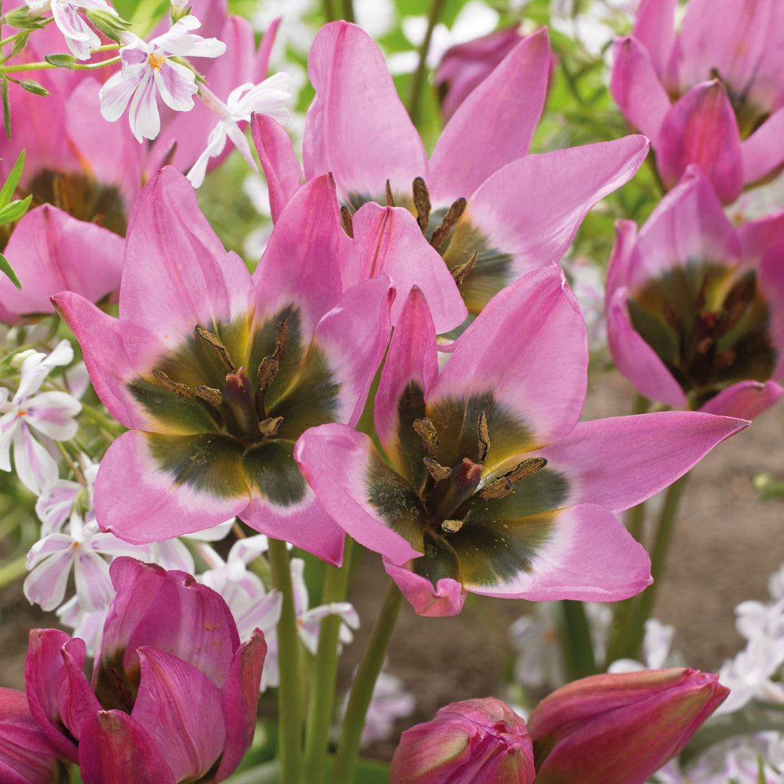 Tulipan 'Violetta'