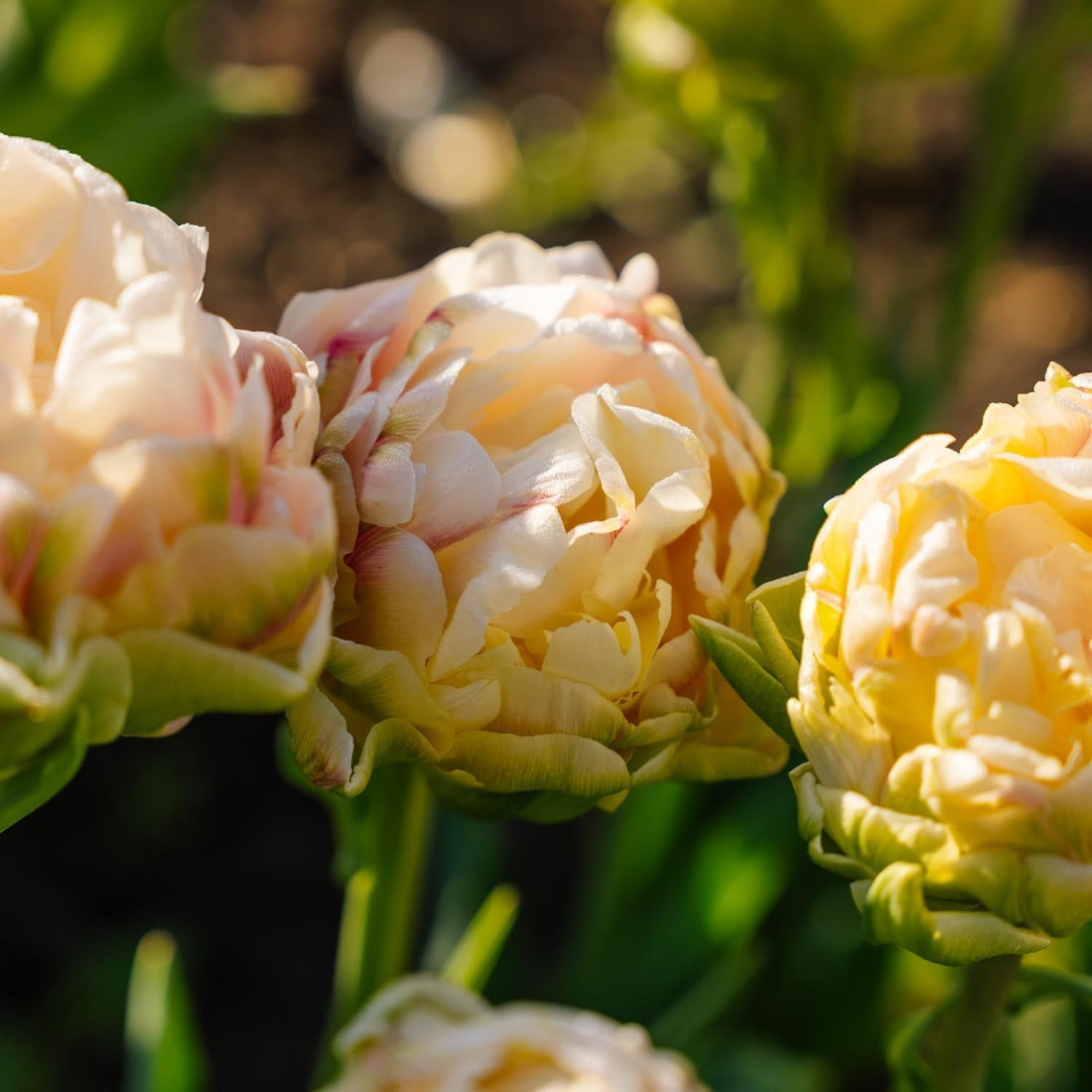 Tulipan 'Wedding Dream'