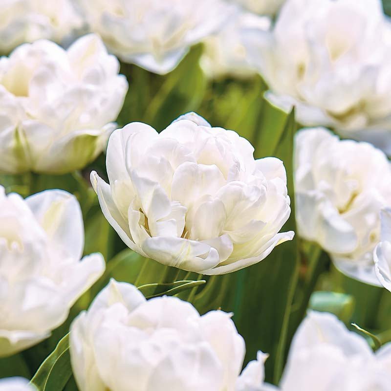 Tulipan 'Wedding Dream'