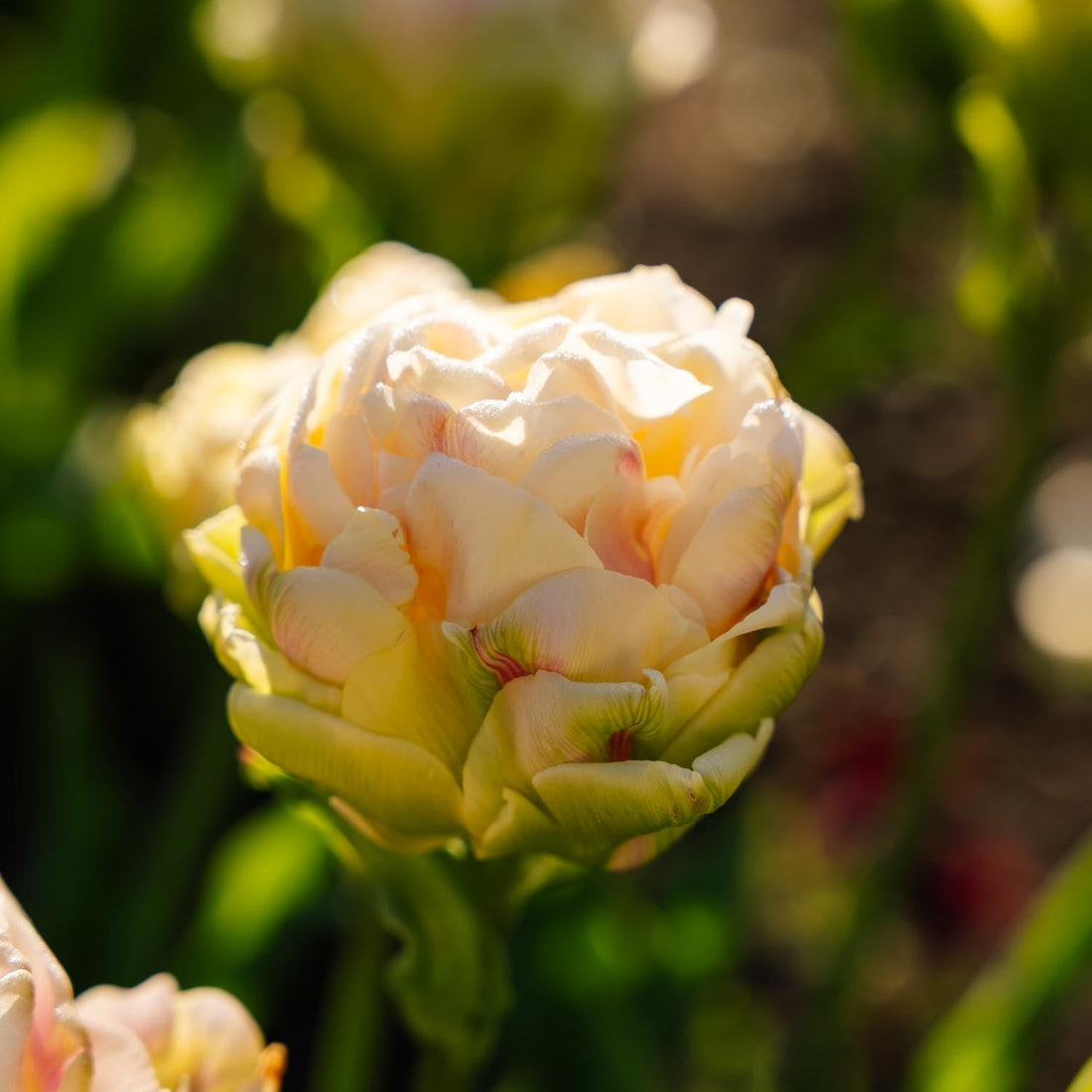 Tulipan 'Wedding Dream'